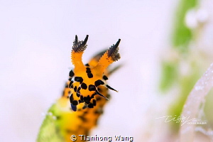 PARTICULAR
Polycera abei by Tianhong Wang 